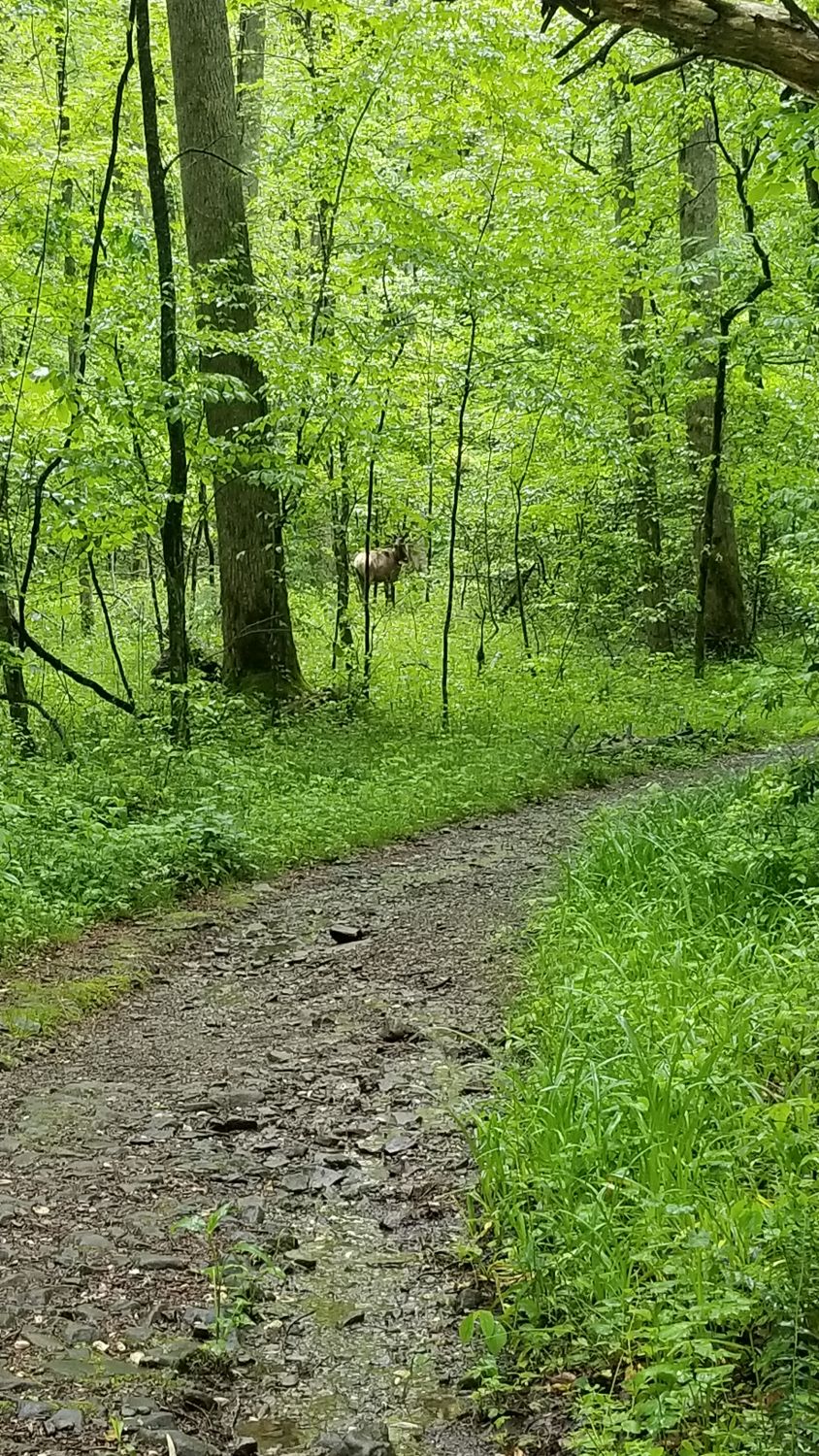 Kephart Prong Trail 